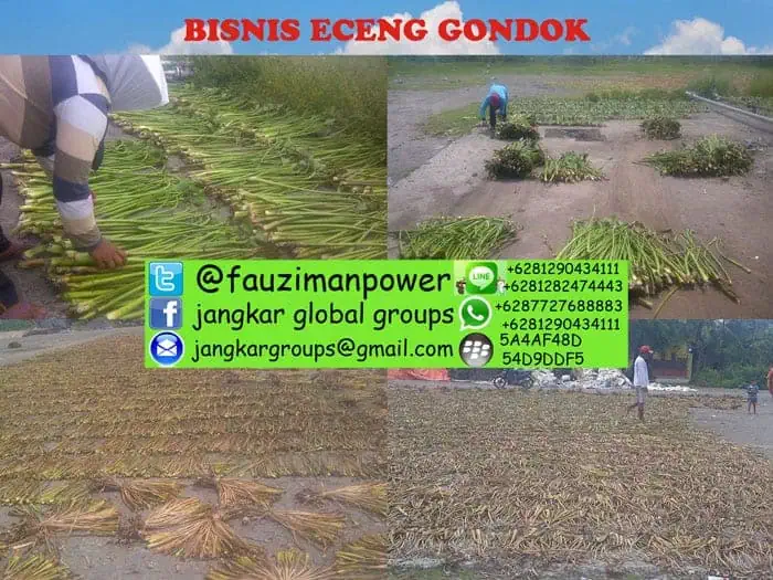 bisnis eceng gondok