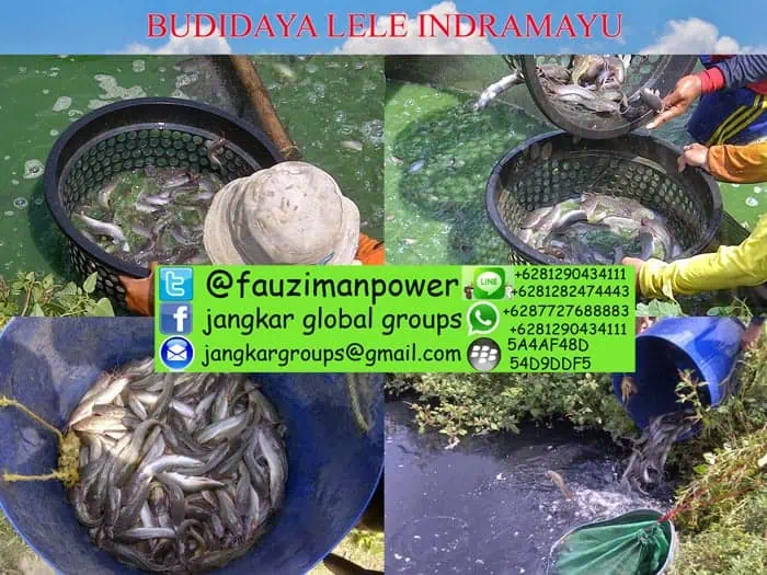 budidaya lele probiotik dan bioflok di indramayu