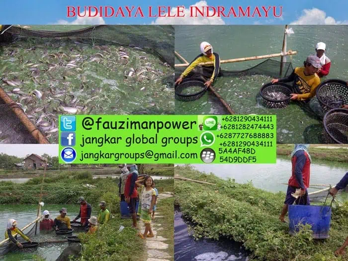 Budidaya Lele Probiotik Dan Bioflok Indramayu