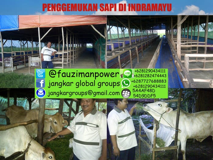 penggemukan sapi di indramayu