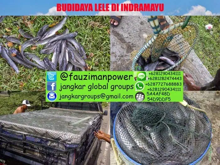 Budidaya Lele Probiotik Dan Bioflok Indramayu