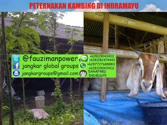 peternakan kambing di indramayu