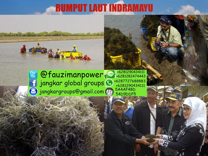 rumput laut indramayu