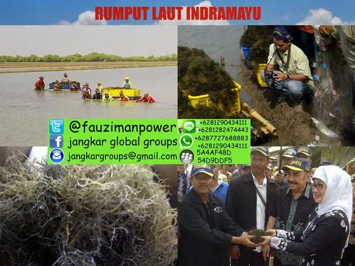 rumput laut indramayu