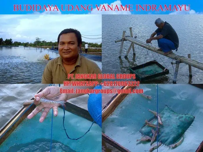 udang vaname indramayu