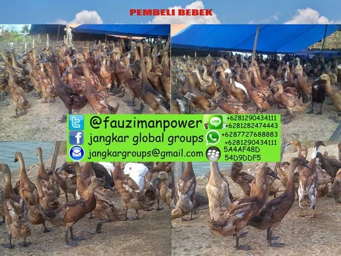 pembeli dan penjual bebek