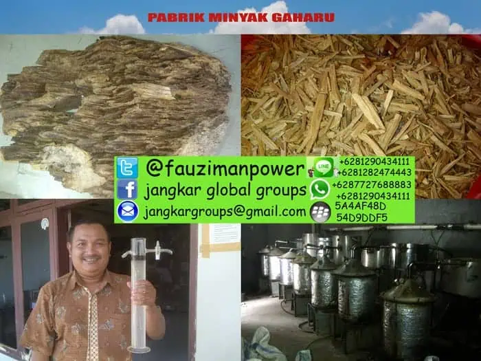 pabrik minyak gaharu agarwood