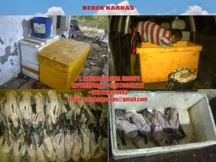 jual beli karkas bebek