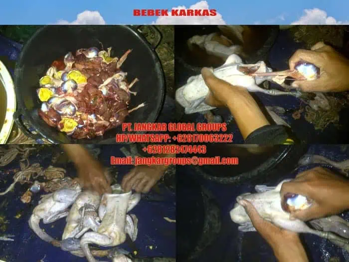 jual beli karkas bebek