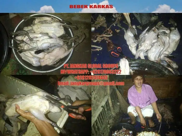 jual beli karkas bebek