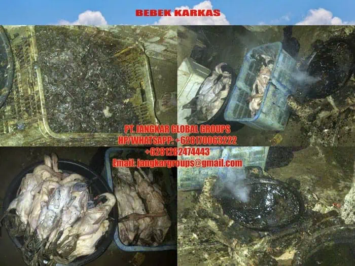 jual beli karkas bebek