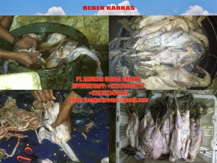 jual beli karkas bebek