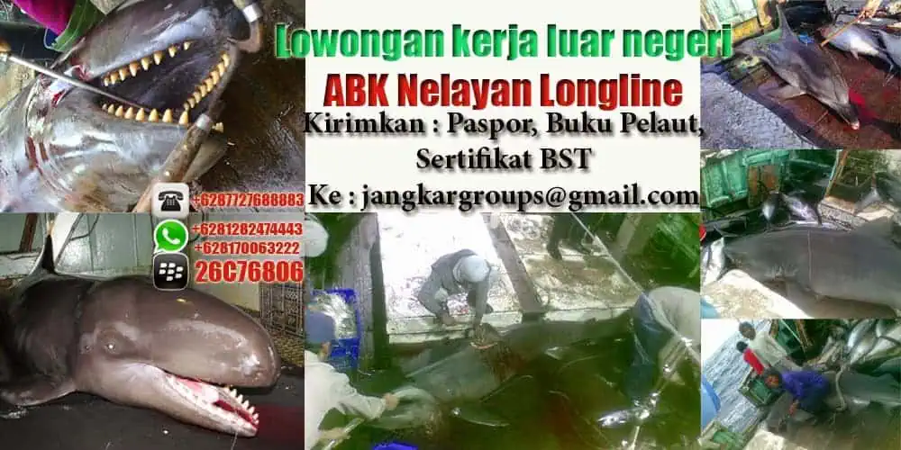 abk nelayan longline