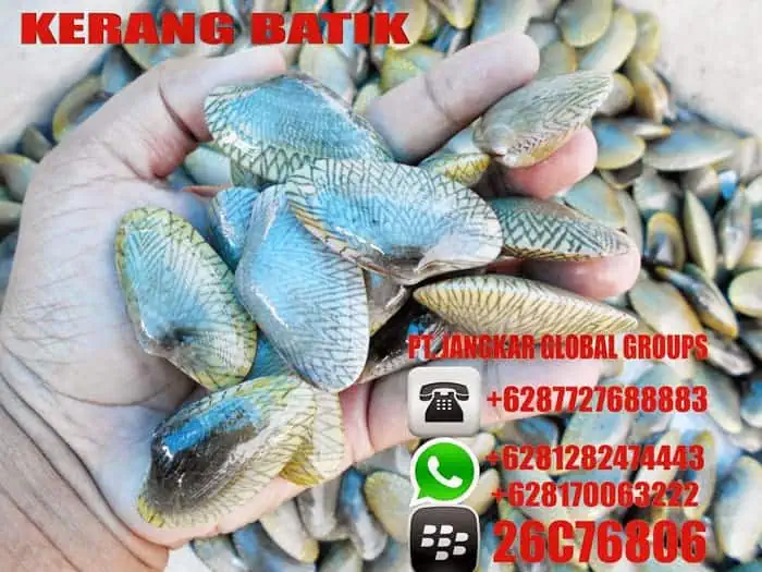 jual beli kerang batik