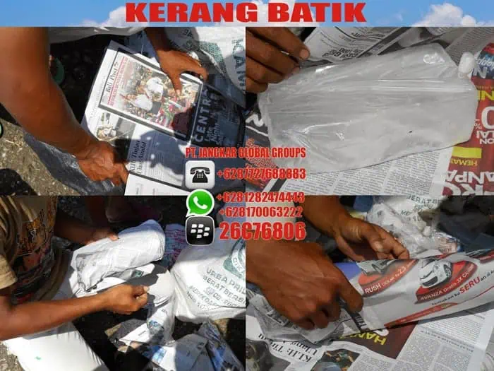 kerang batik di bungkus es