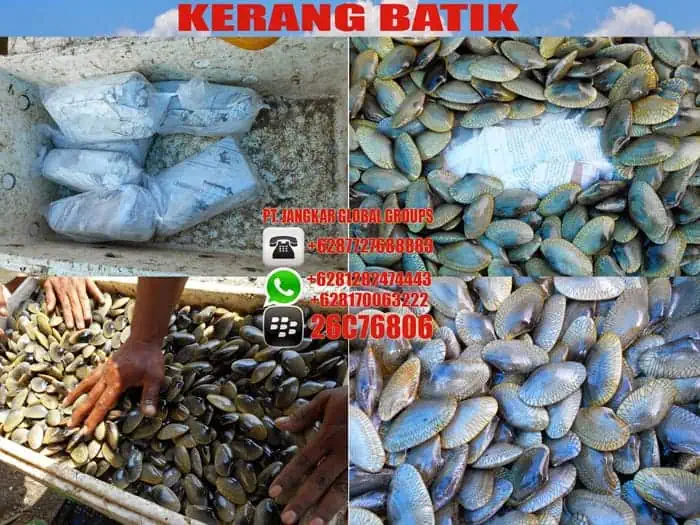 kerang batik di es