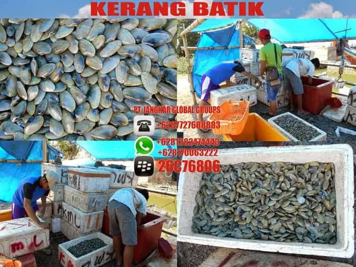 kerang batik di packing