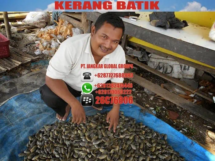 kerang batik