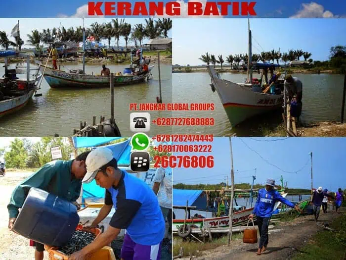 nelayan kerang batik