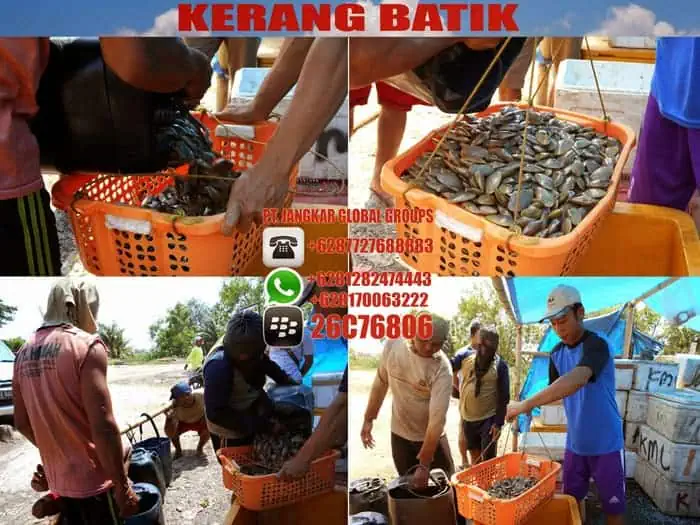 Panen kerang batik