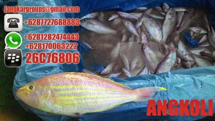 jual beli ikan