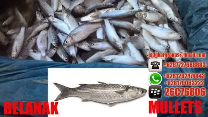 jual beli ikan