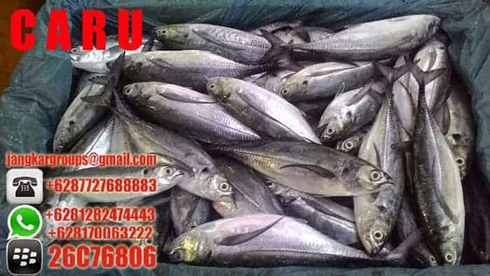 jual beli ikan