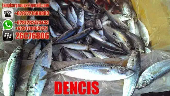 jual beli ikan