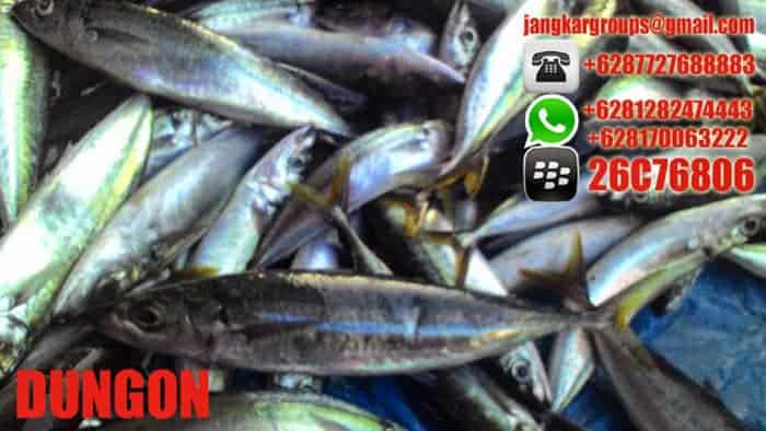 jual beli ikan