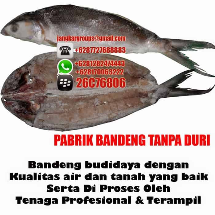 bandeng tanpa duri