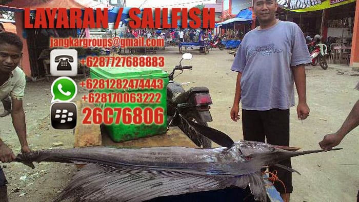 jual beli ikan