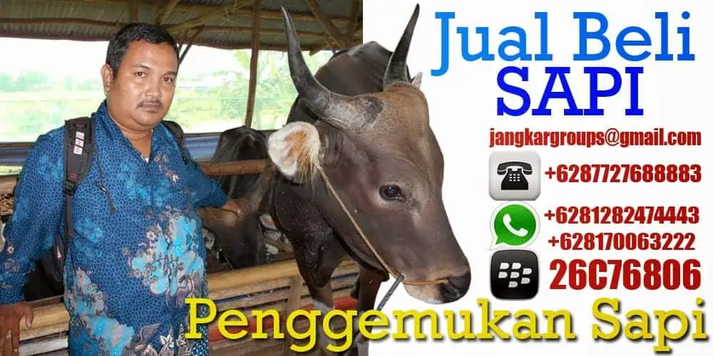 jual beli sapi