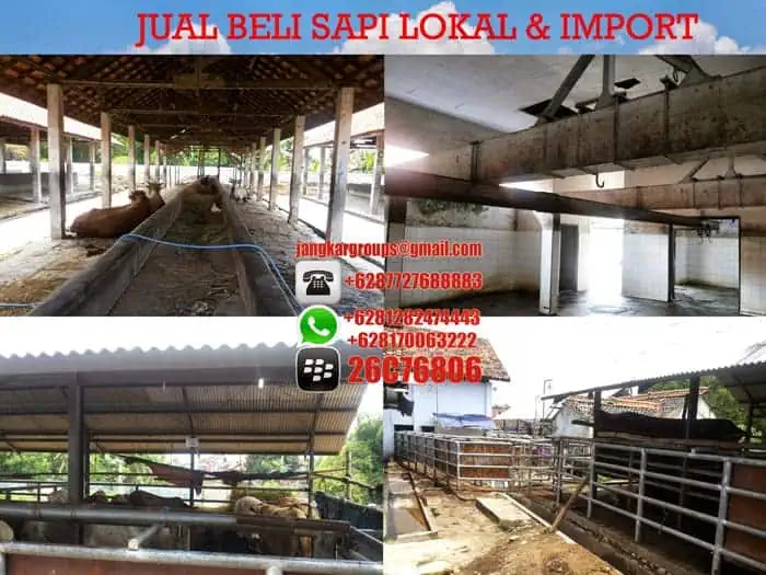 bisnis jual beli sapi potong