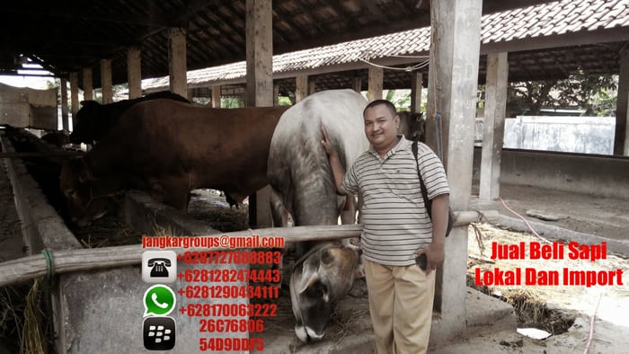 jual beli sapi import