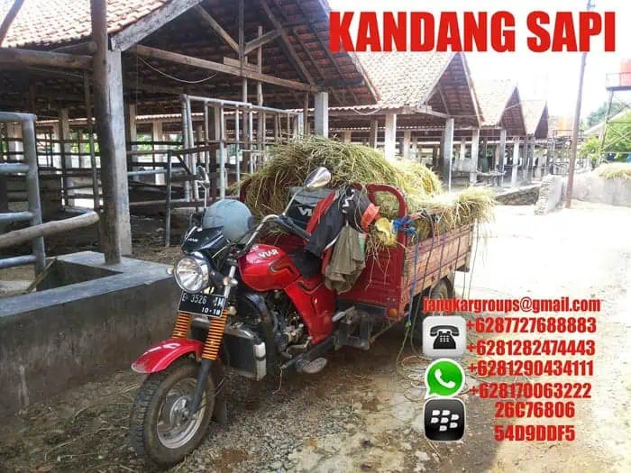 jual beli kandang sapi import