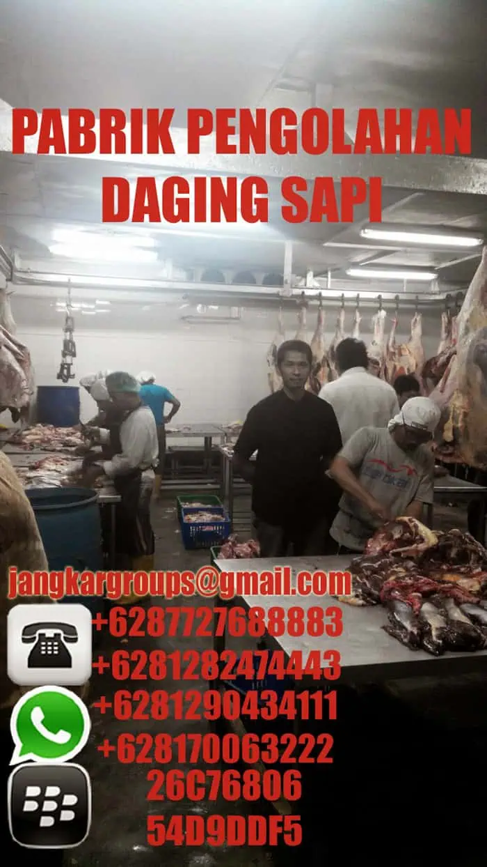 pabrik jual beli daging sapi import