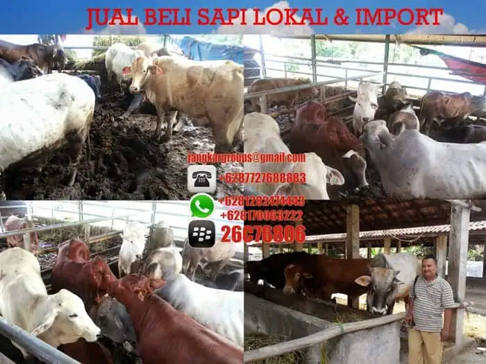 pembeli jual beli sapi import