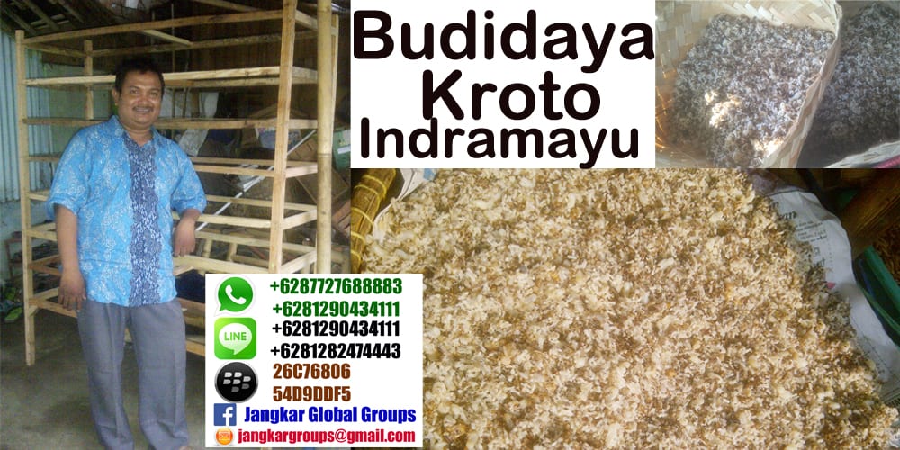 kroto indramayu