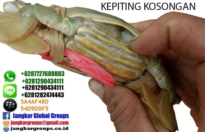 jual beli kepiting kosongan jakarta