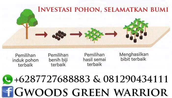 bisnis investasi pohon jabon