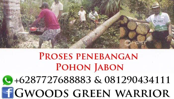 proses penebangan pohon jabon