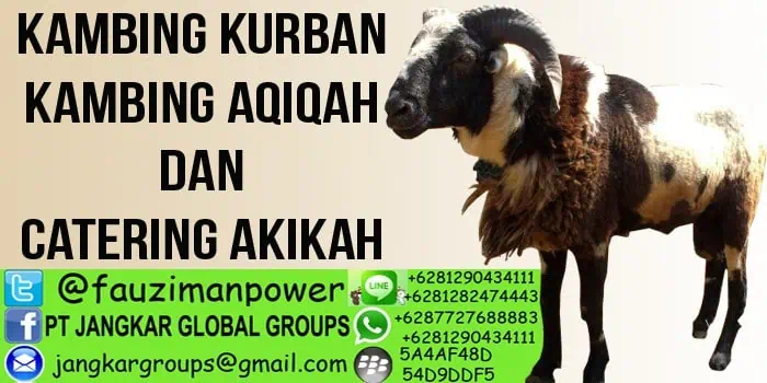 penjual kambing aqiqah dan catering akikah kandanghaur indramayu