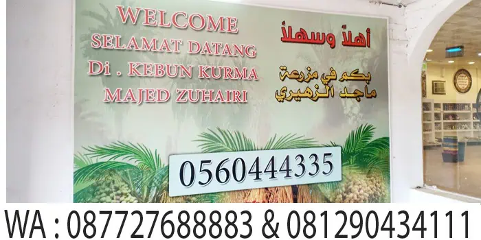 kebun kurma majed madinah, city tour madinah safar