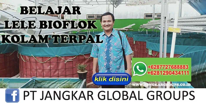 BELAJAR LELE BIOFLOK KOLAM TERPAL AKHMAD FAUZI SH MH