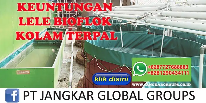 KEUNTUNGAN LELE BIOFLOK KOLAM TERPAL AKHMAD FAUZI SH MH