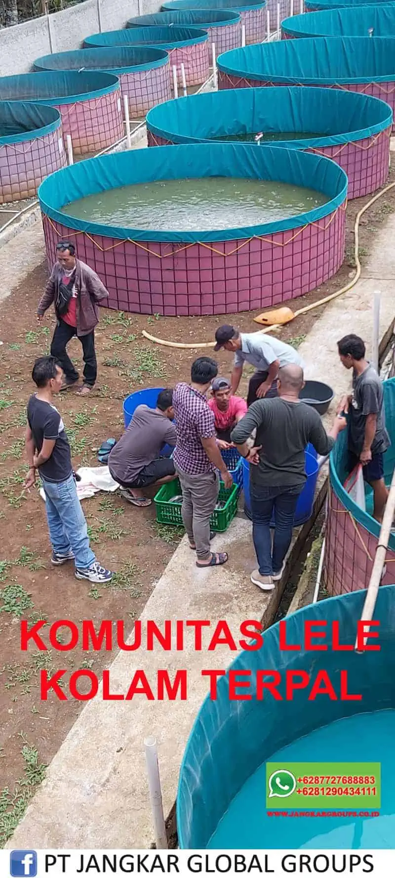 Komunitas Lele Kolam Terpal