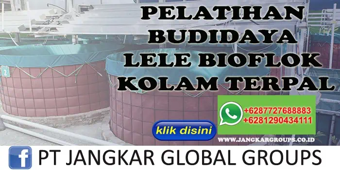 PELATIHAN BUDIDAYA LELE BIOFLOK KOLAM TERPAL