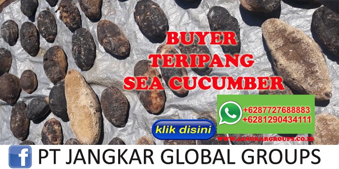 BUYER TERIPANG jual beli export teripang