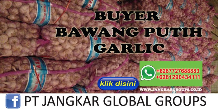 Buyer Bawang Putih Garlic