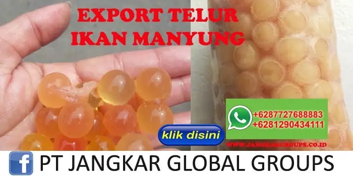 EXPORT TELUR IKAN MANYUNG